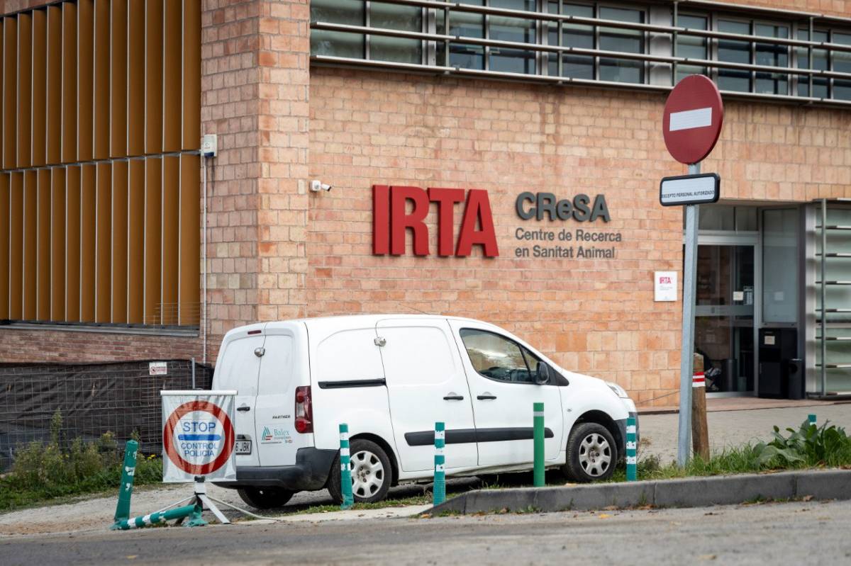 L'ADN del virus descarta que la pesta porcina sortís del laboratori