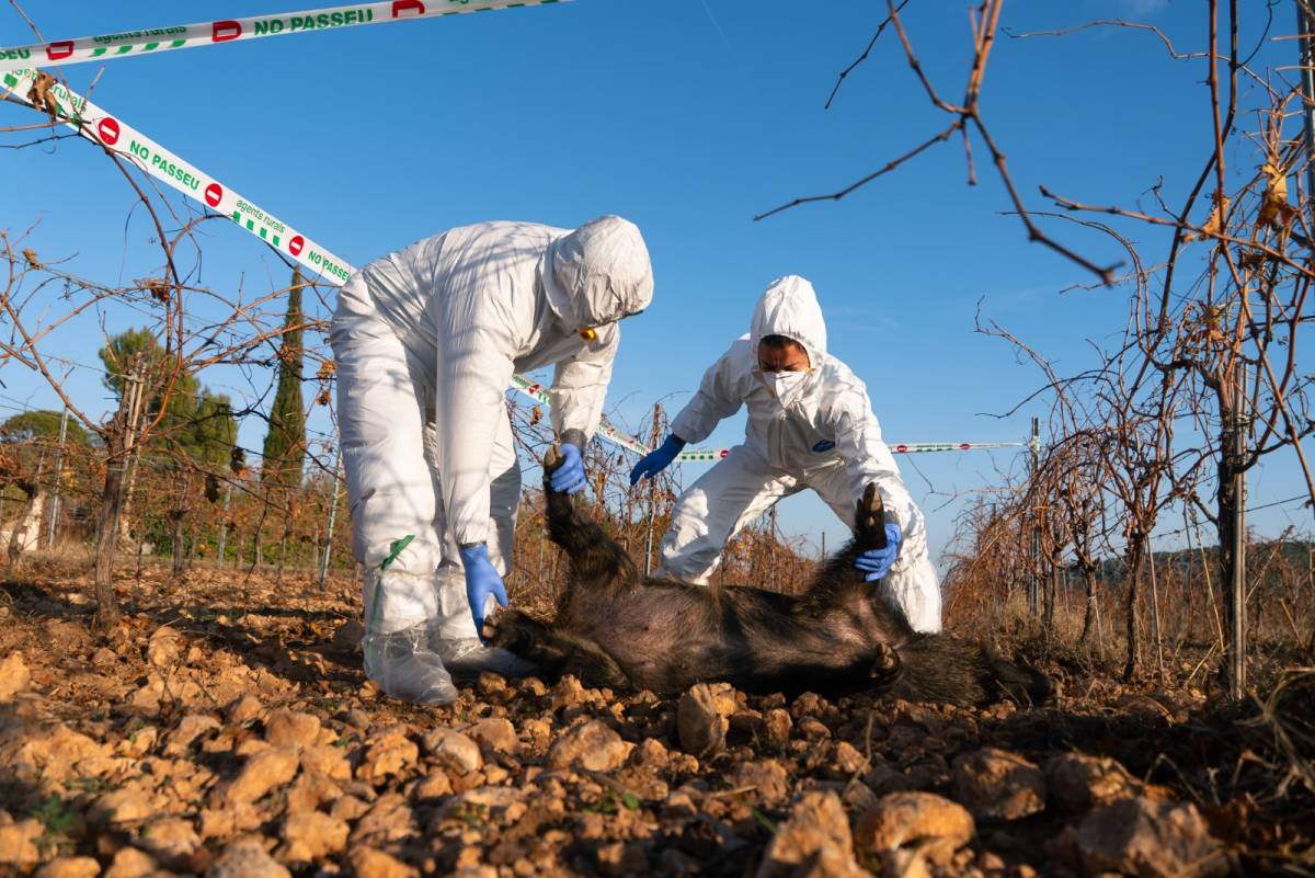 Troben 18 senglars més morts per pesta porcina africana
