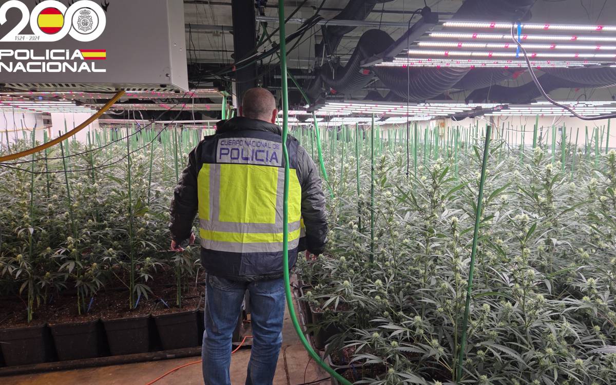 Detenen l'encarregat d'una plantació de marihuana en una nau de Santa Eugènia de Berga amb més de 1.300 plantes
