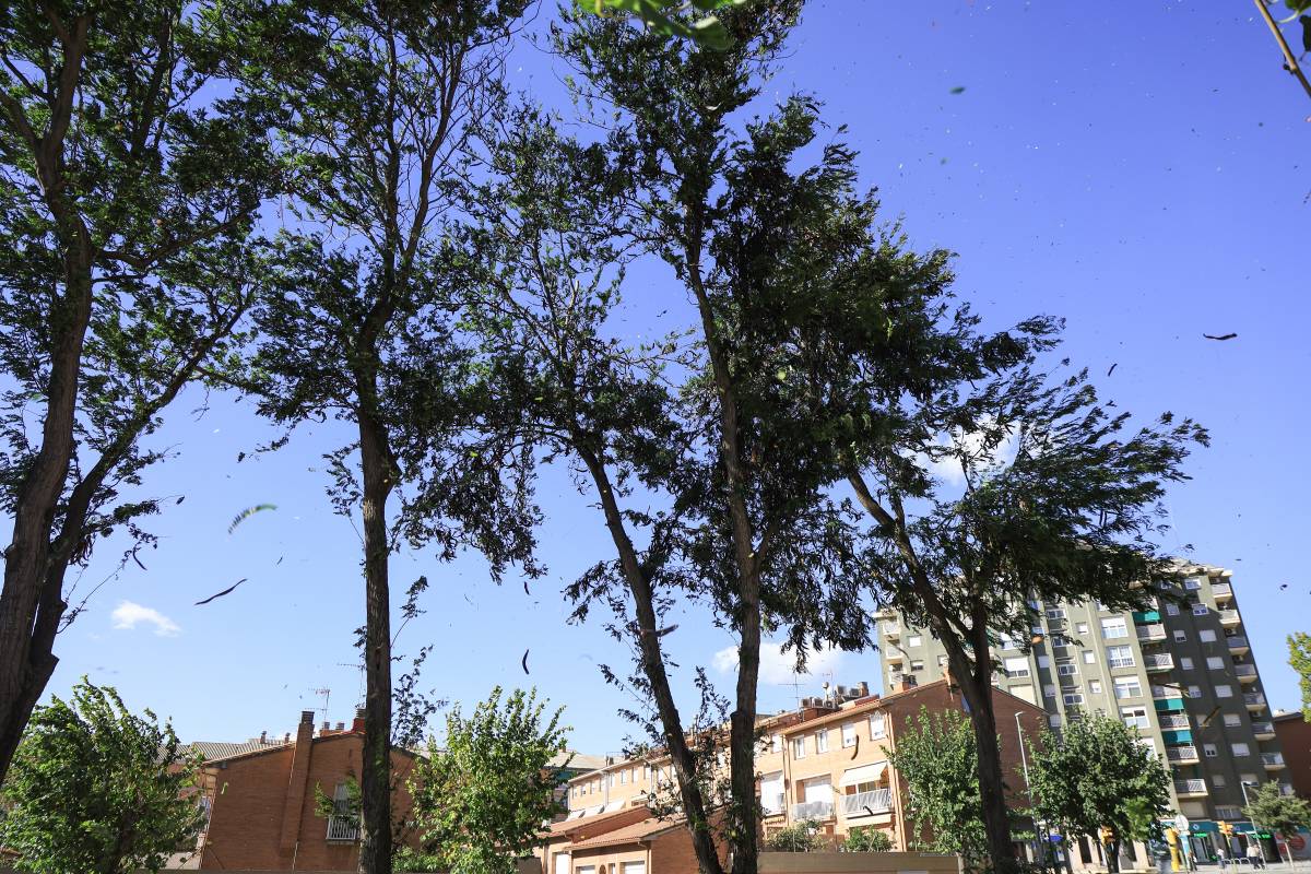 Activada una alerta per fortes ventades aquest divendres a Sabadell