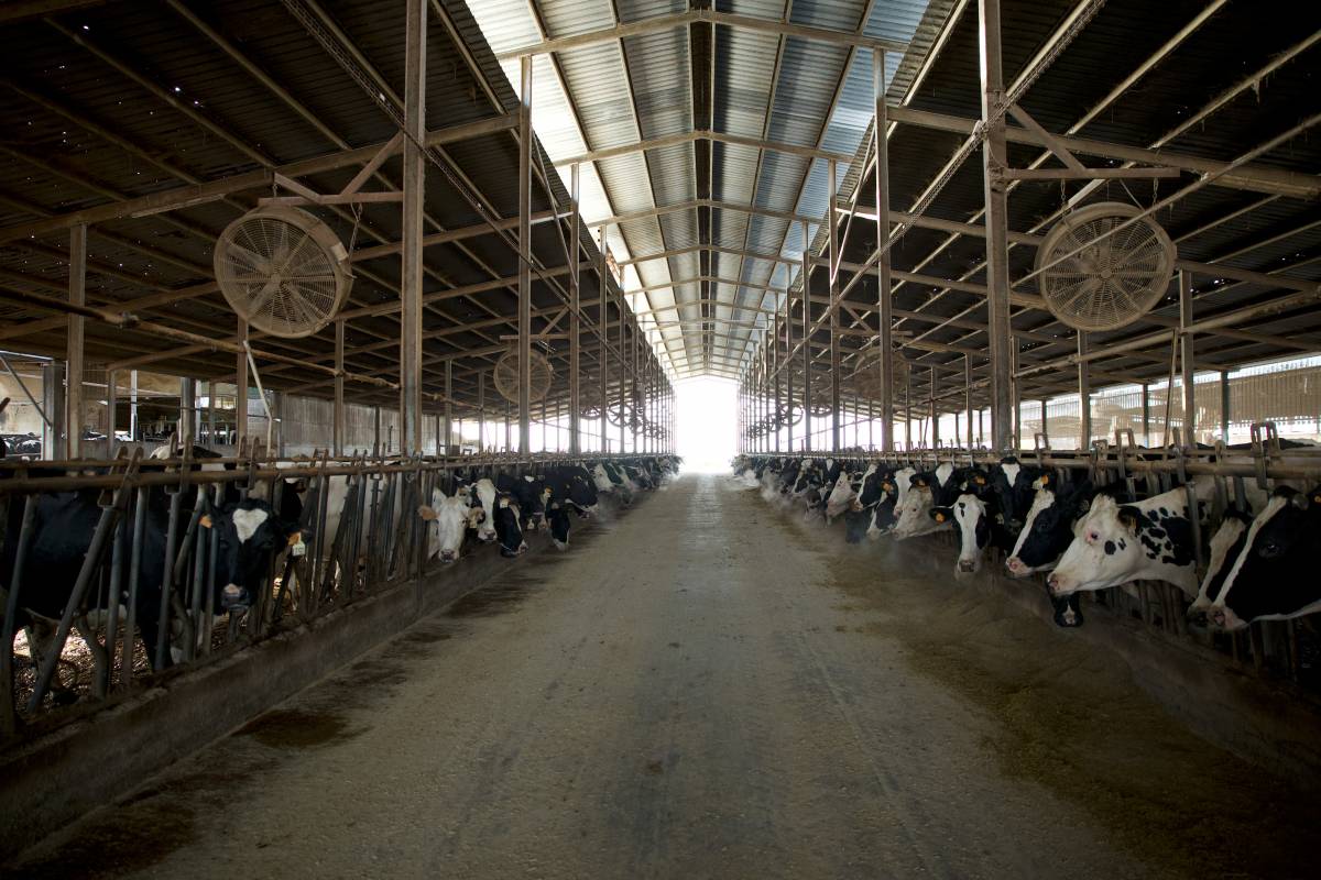 La crisi de la dermatosi no s'acaba: nou brot a Catalunya