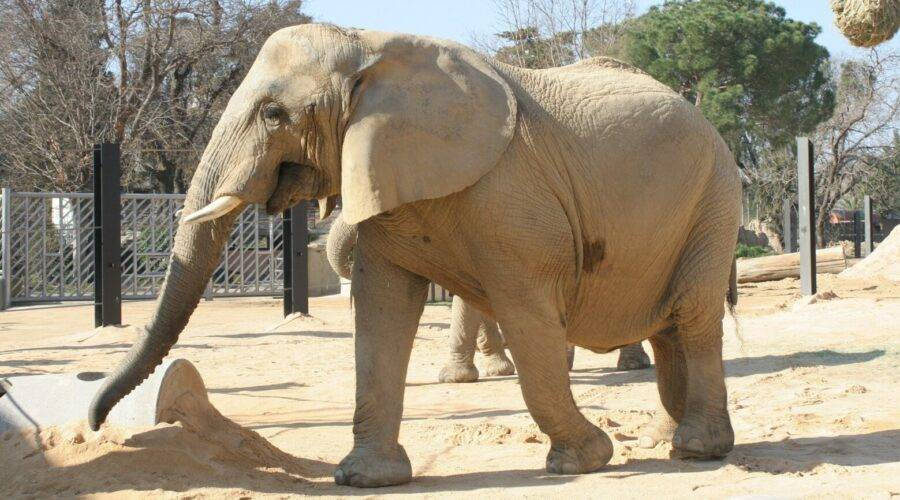 Mor l'elefanta Susi del Zoo de Barcelona, una de les més longeves d'Europa