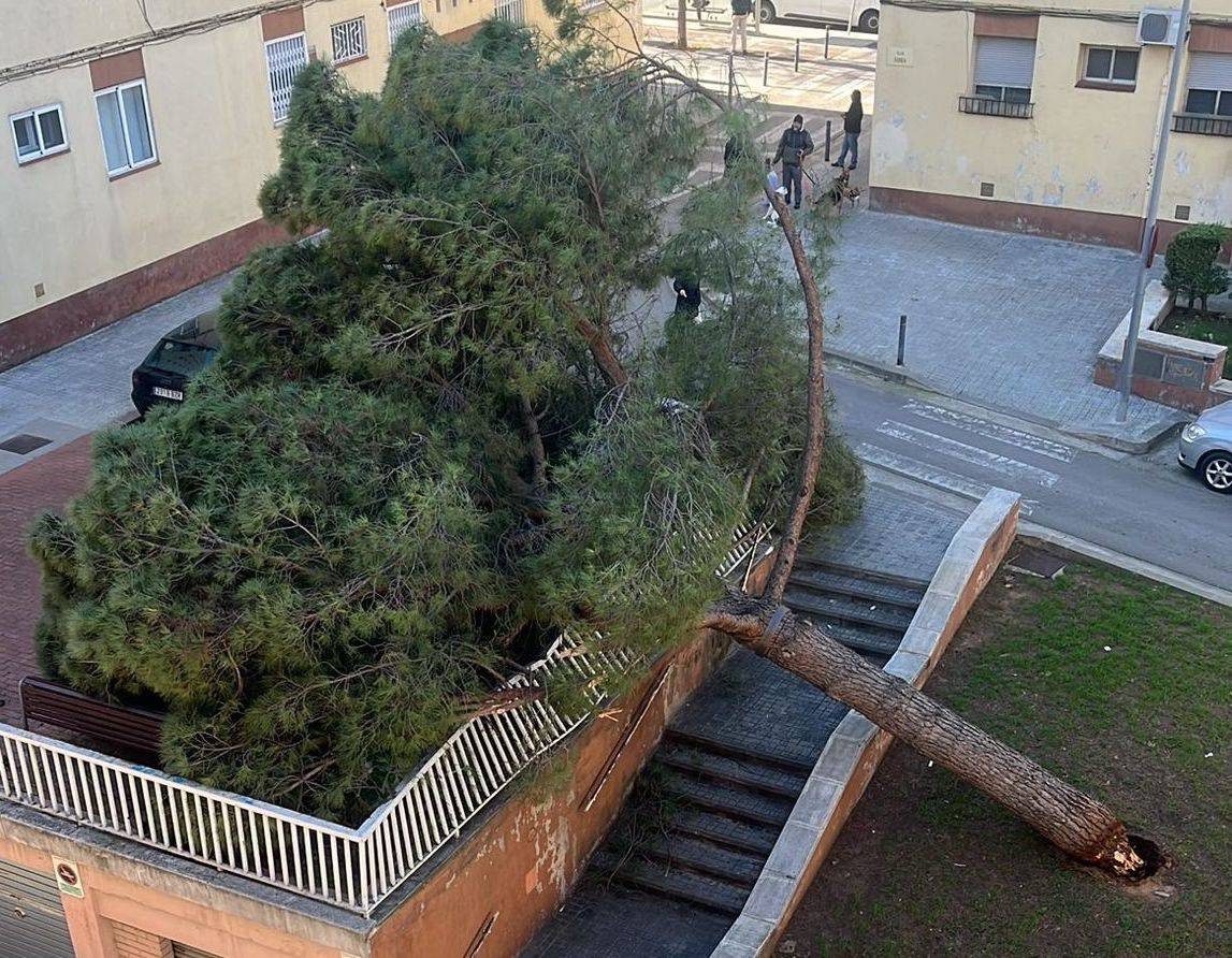 Cau de manera sobtada un arbre de grans dimensions a Sabadell