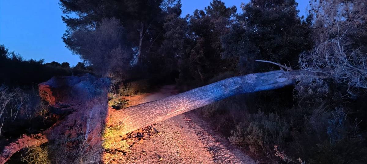 Un dels arbres caiguts a Castellar del Vallès - Cedida (Dani Sanchez)
