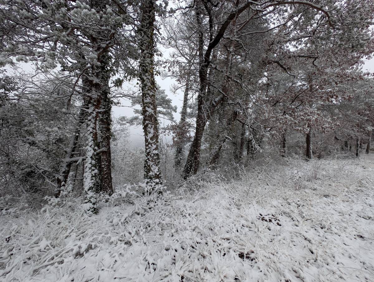 El temps del cap de setmana del 10 i 11 de gener: molts avisos per vent, neu i temperatures baixes