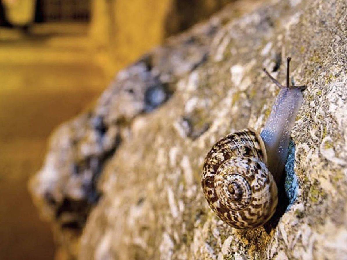 Exposició Allognathus: El Misteriós Cargol de la Muralla - Museu del Port Tarragona Exposició Allognathus: El Misteriós Cargol de la Muralla