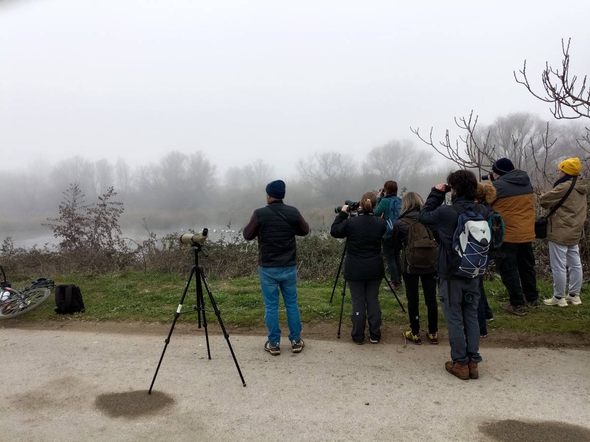 Cens d`ocells hivernants als espais humits - Ajuntament de Lleida Cens d`ocells hivernants als espais humits