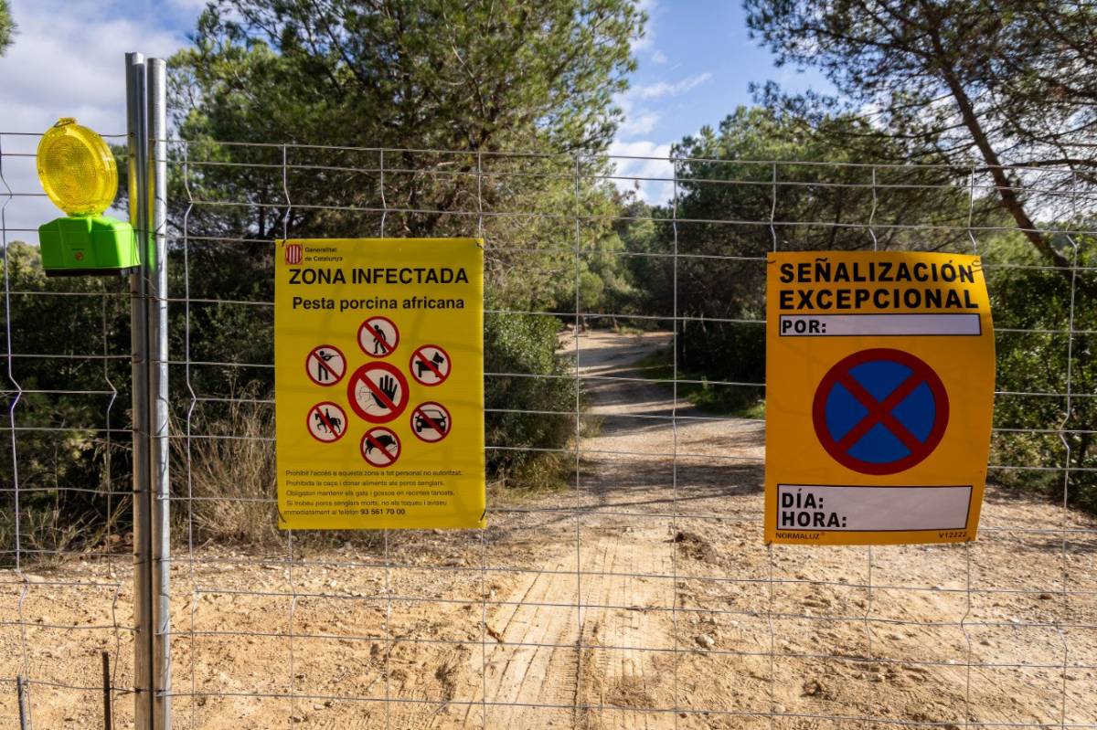 La xifra de senglars morts per pesta porcina s'enfila fins als 60