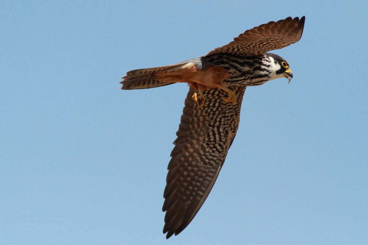 El falcó mostatxut es consolida a Sant Llorenç tot i una lleu davallada pel canvi climàtic