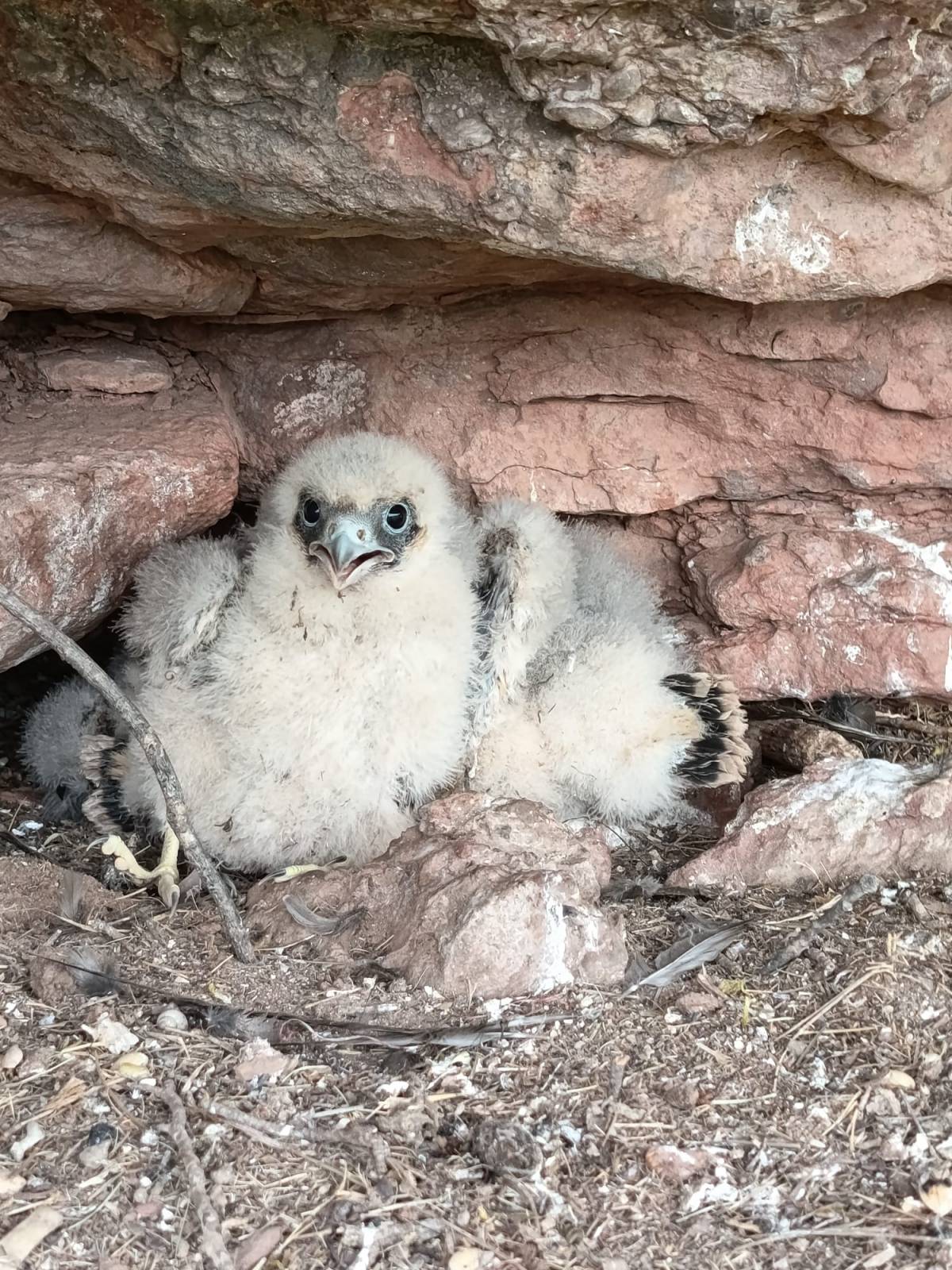 Polls de falcó mostatxut del niu de Can Vives, Vacarisses - Agents Rurals