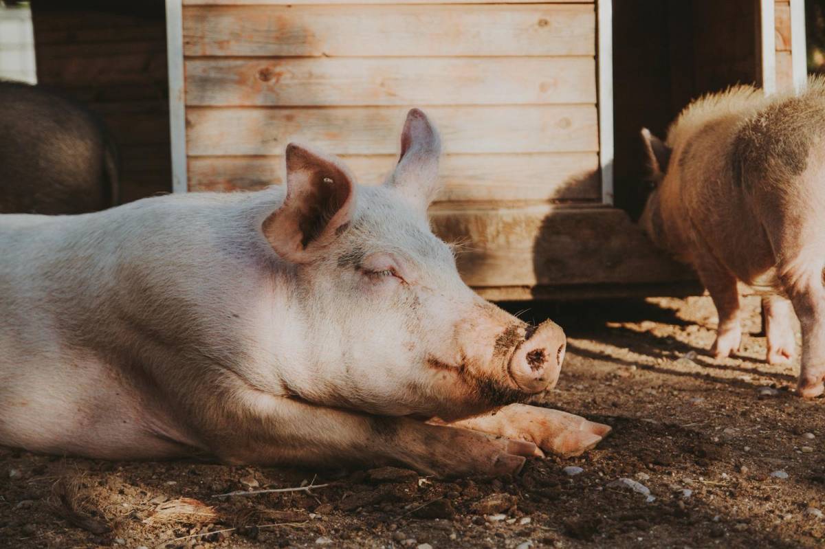 “Si no, els mataven”: porcs confinats al refugi La Muntanyeta