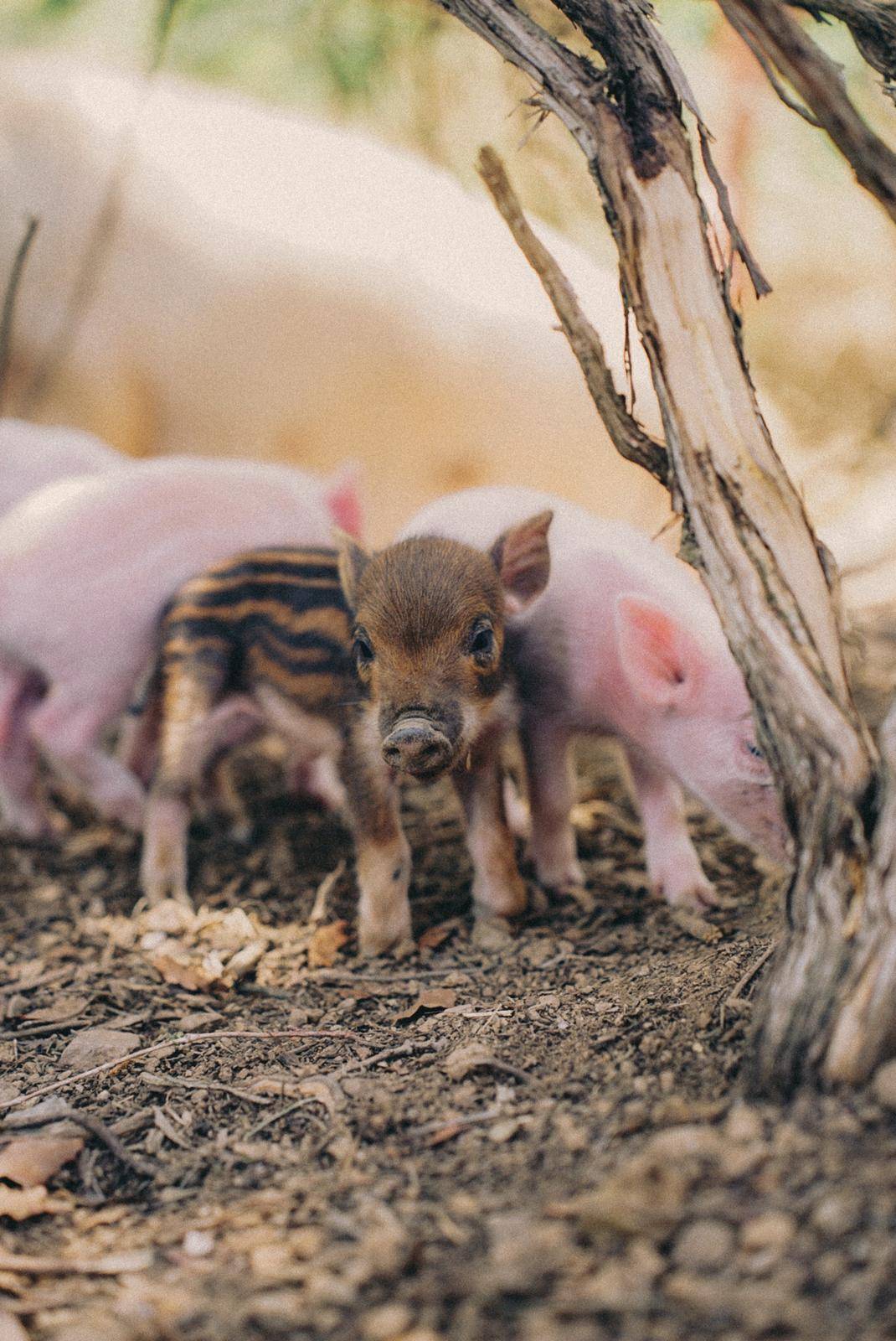 Els porcs viuen tranquil·lament al Refugi Animal La Muntanyeta de Terrassa - 