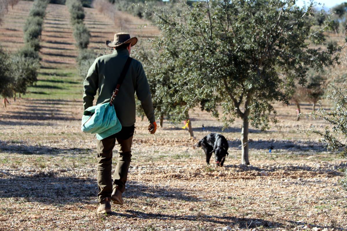 Els gossos són claus en el cultiu de tòfones - Mar Martí / ACN