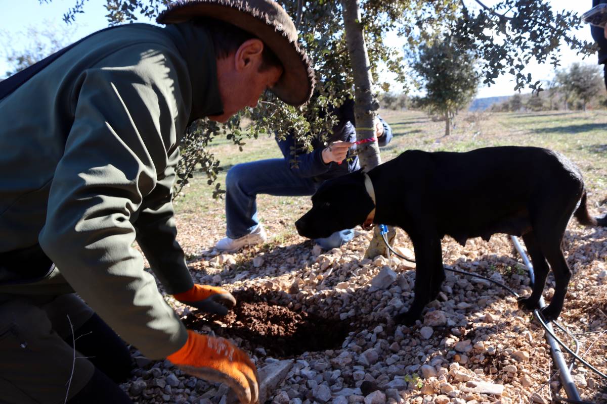 La collita de tòfona catalana apunta alt