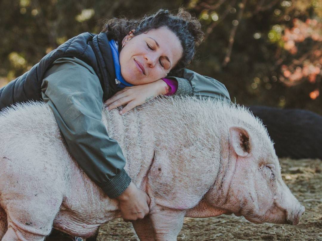 “Si no, els mataven”: porcs confinats al refugi La Muntanyeta