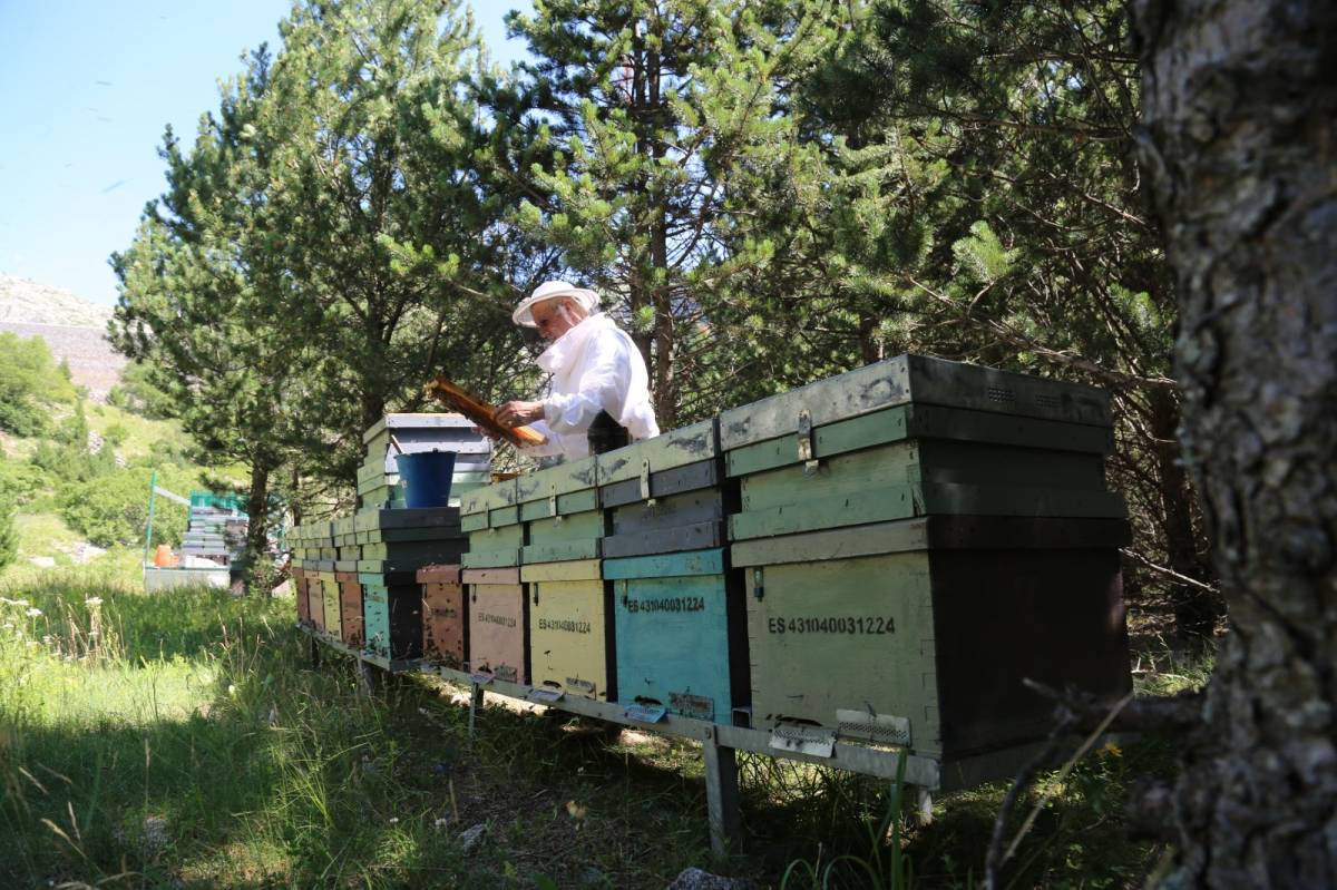 Mel Muria, guardonada amb dues medalles d’or i una d’argent als Premis Internacionals Biolmiel 2025