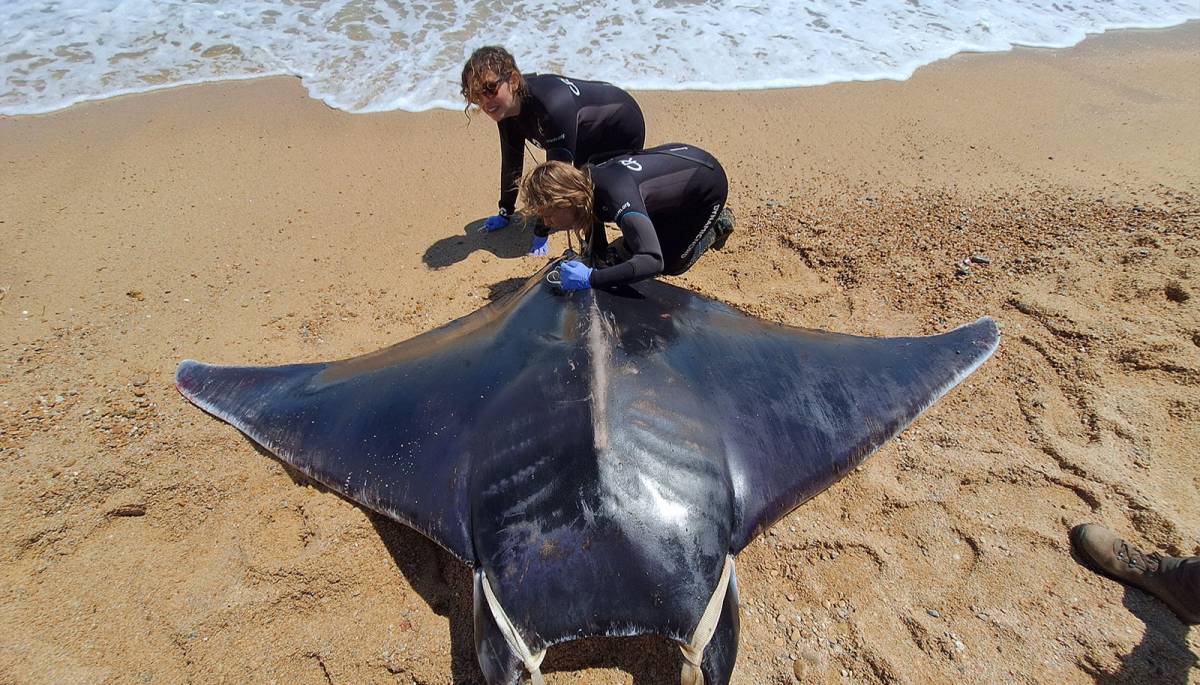Els rescats de les «ambulàncies» de fauna marina es disparen al litoral català