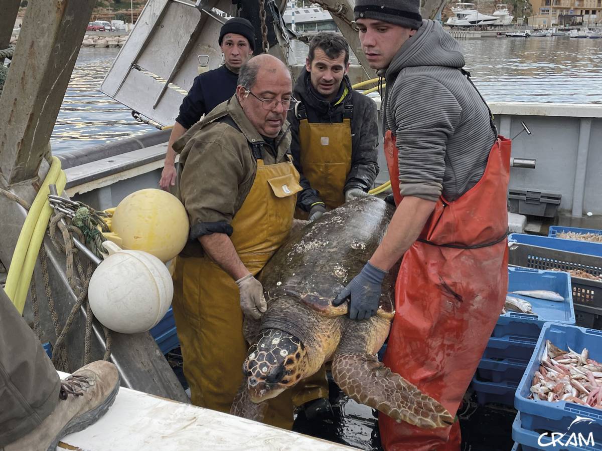Els pescadors són claus per activar els rescats de tortuga