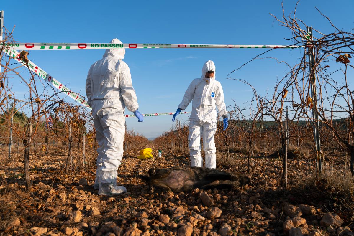 Detecten quatre senglars més amb pesta porcina