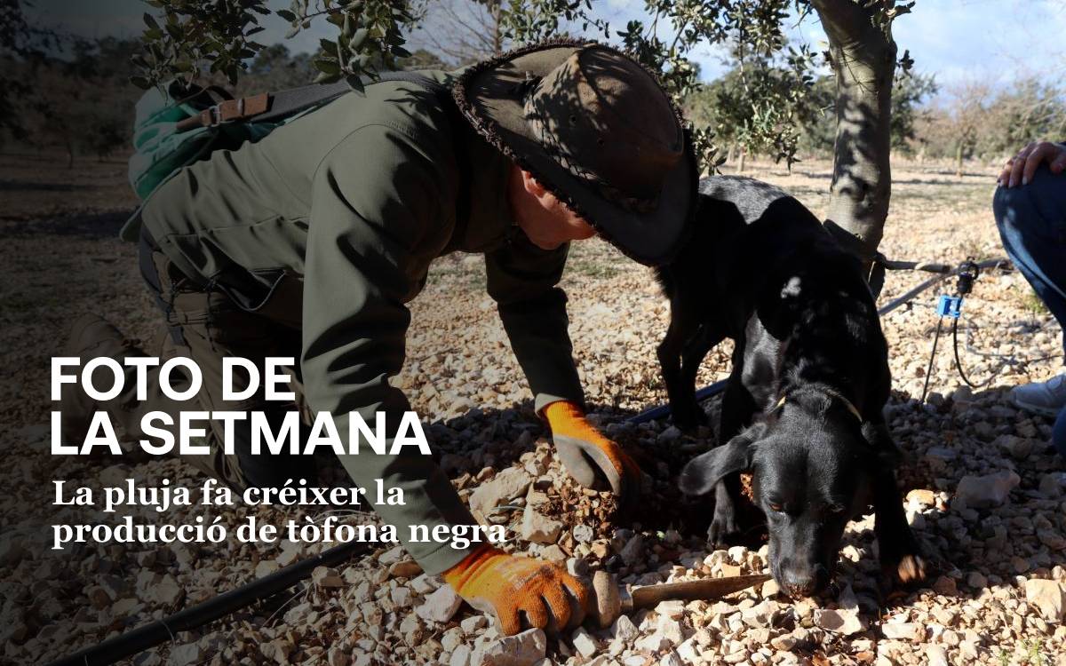 Foto de la setmana: la pluja fa créixer la producció de tòfona negra