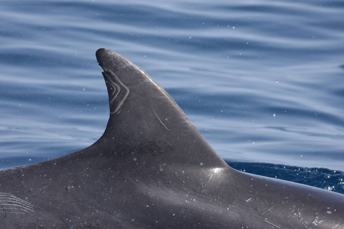 Dofins a la zona del cap de Creus - Berta Artigàs / ACN