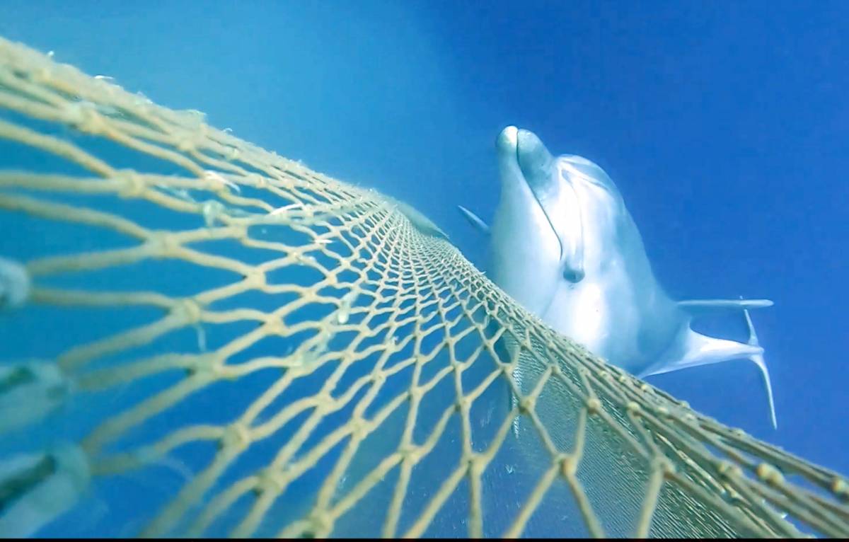 Els dofins poden conviure amb les xarxes d'arrossegament - Cedida a l'ACN