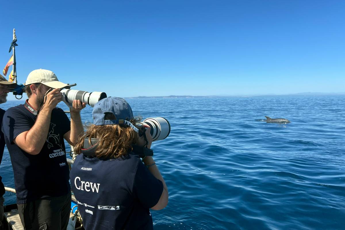 Dofins vistos a la zona del cap de Creus - Berta Artigàs / ACN