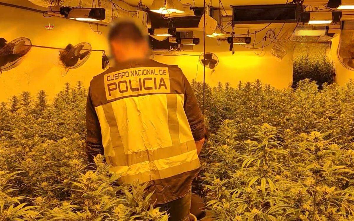 Desmantellen diverses plantacions de marihuana a Tarragona: hi ha set persones detingudes