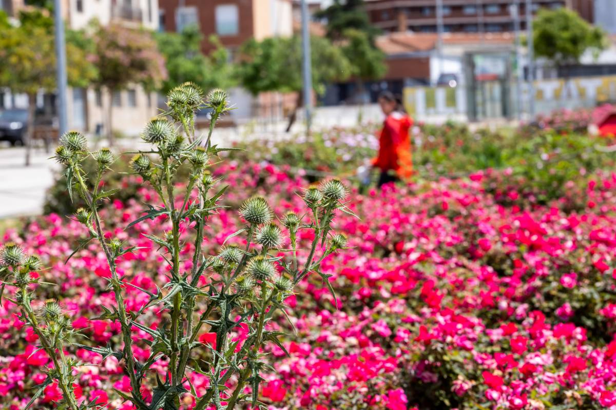 Pla per omplir Sabadell de flors: hi haurà nous parterres en 32 espais verds i places