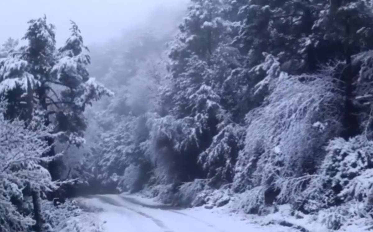 La llevantada cobreix de neu el Parc Natural dels Ports