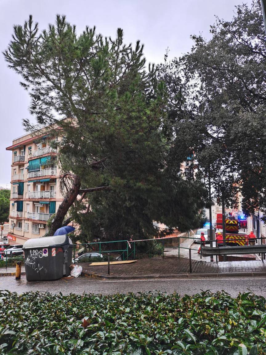 Cau un altre arbre de grans dimensions a Sabadell