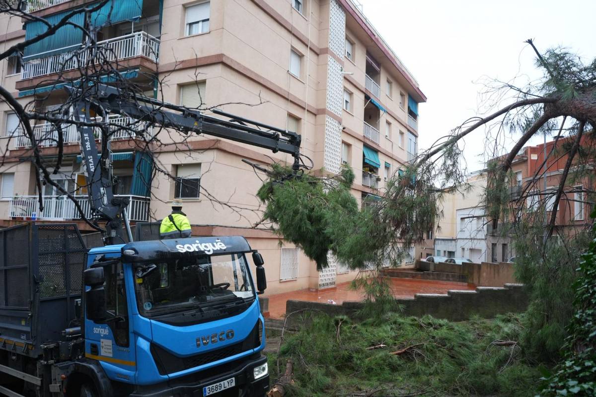 FOTOS | Cau un altre arbre de grans dimensions a Sabadell