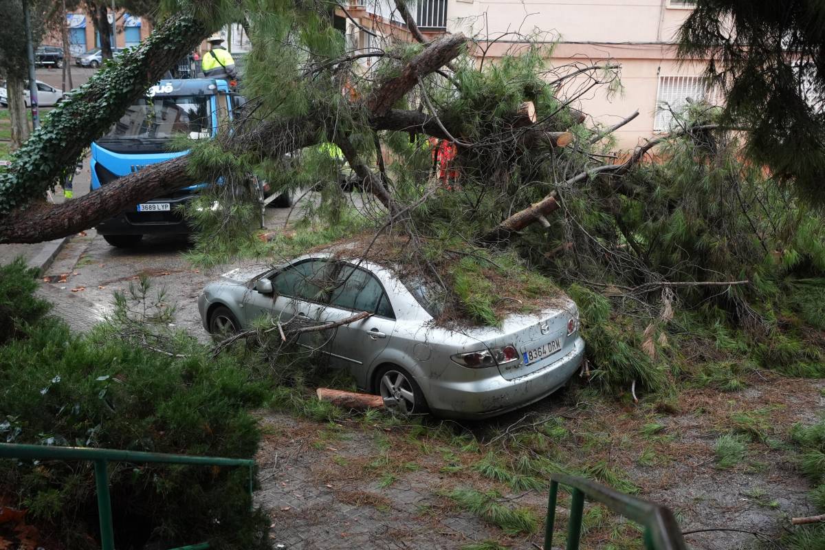 Caiguda d`un arbre a Sabadell