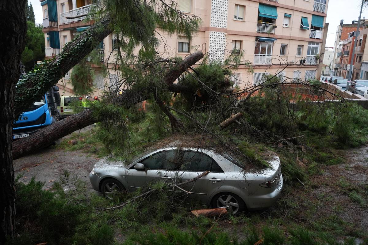 Caiguda d`un arbre a Sabadell