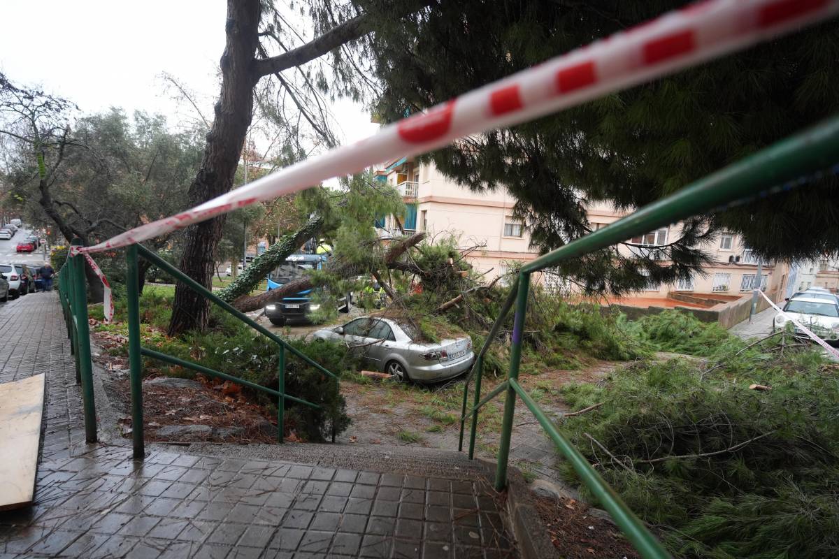 Caiguda d`un arbre a Sabadell