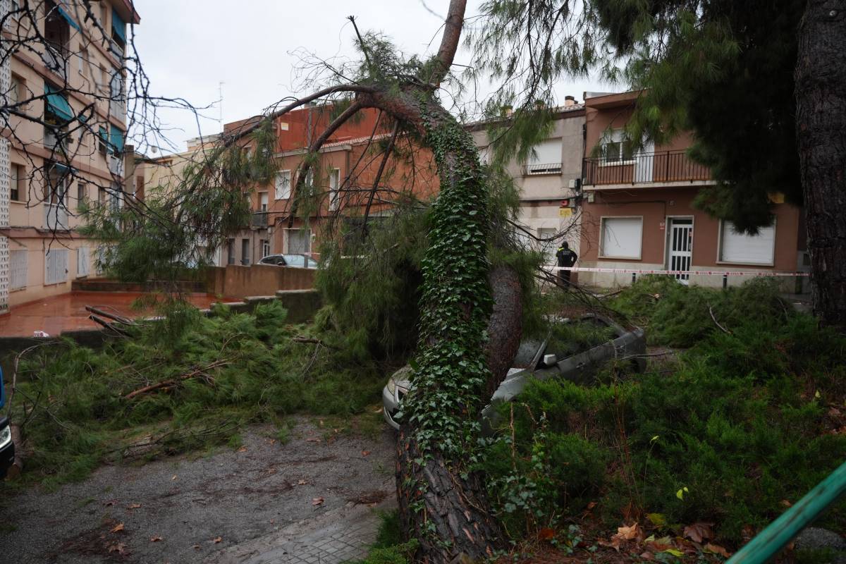 Caiguda d`un arbre a Sabadell