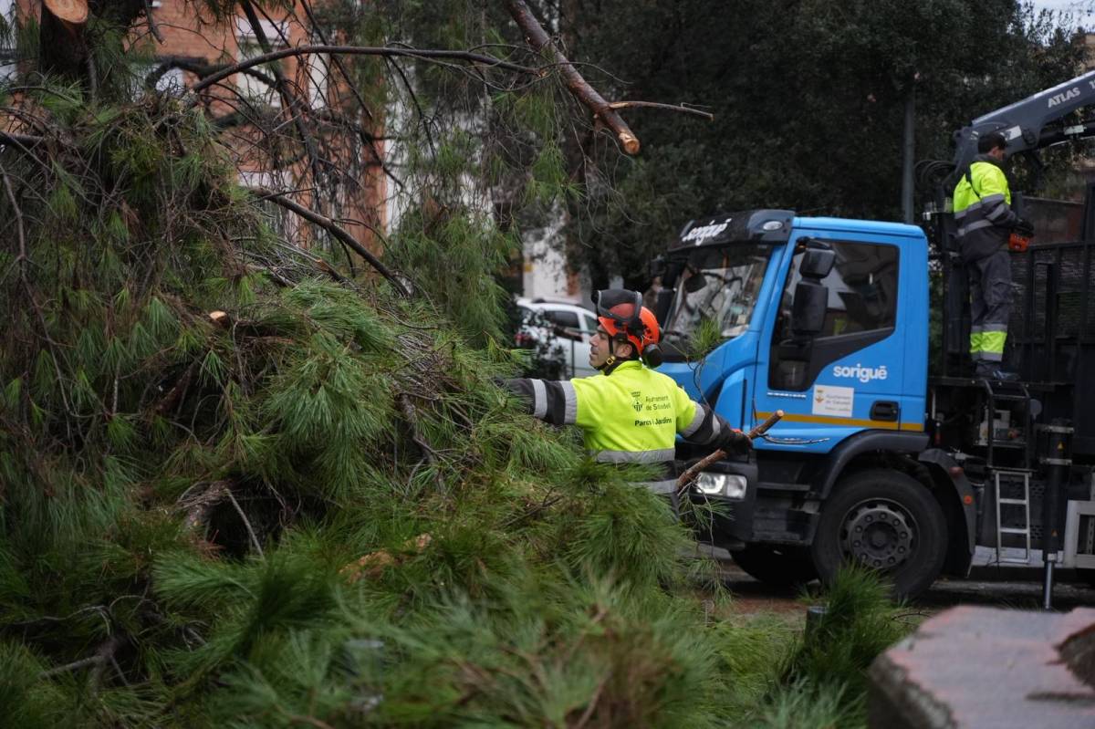 Caiguda d`un arbre a Sabadell