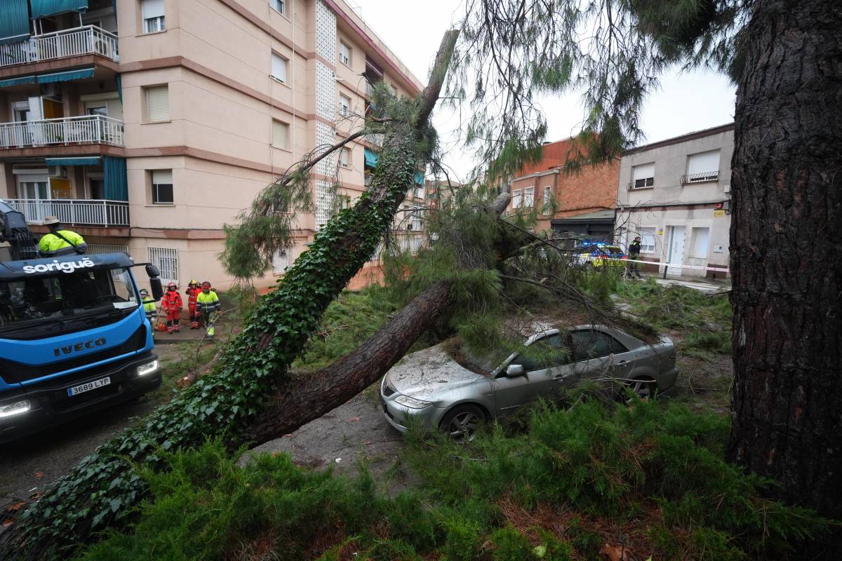 FOTOS | Cau un altre arbre de grans dimensions a Sabadell