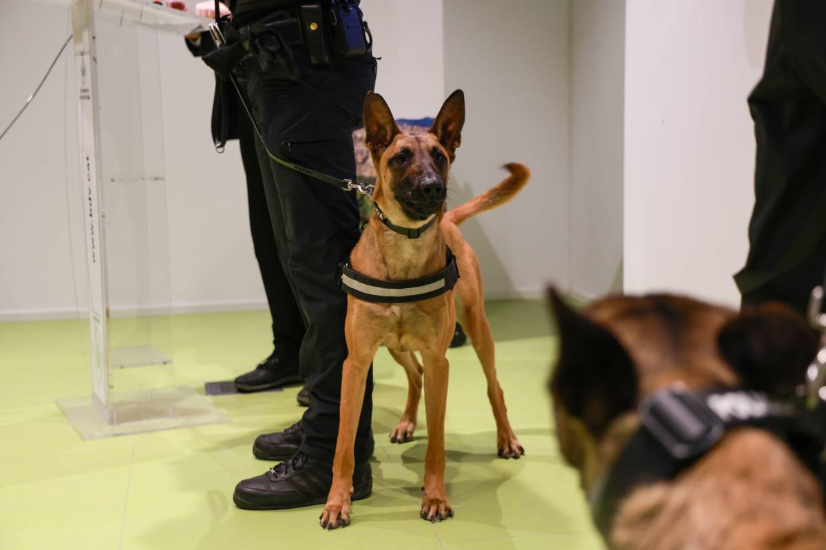 La Bela i la Tana ja patrullen a Barberà: 