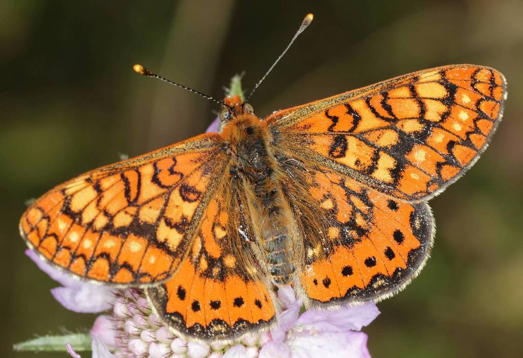 Una papallona del Montseny en perill de desaparèixer