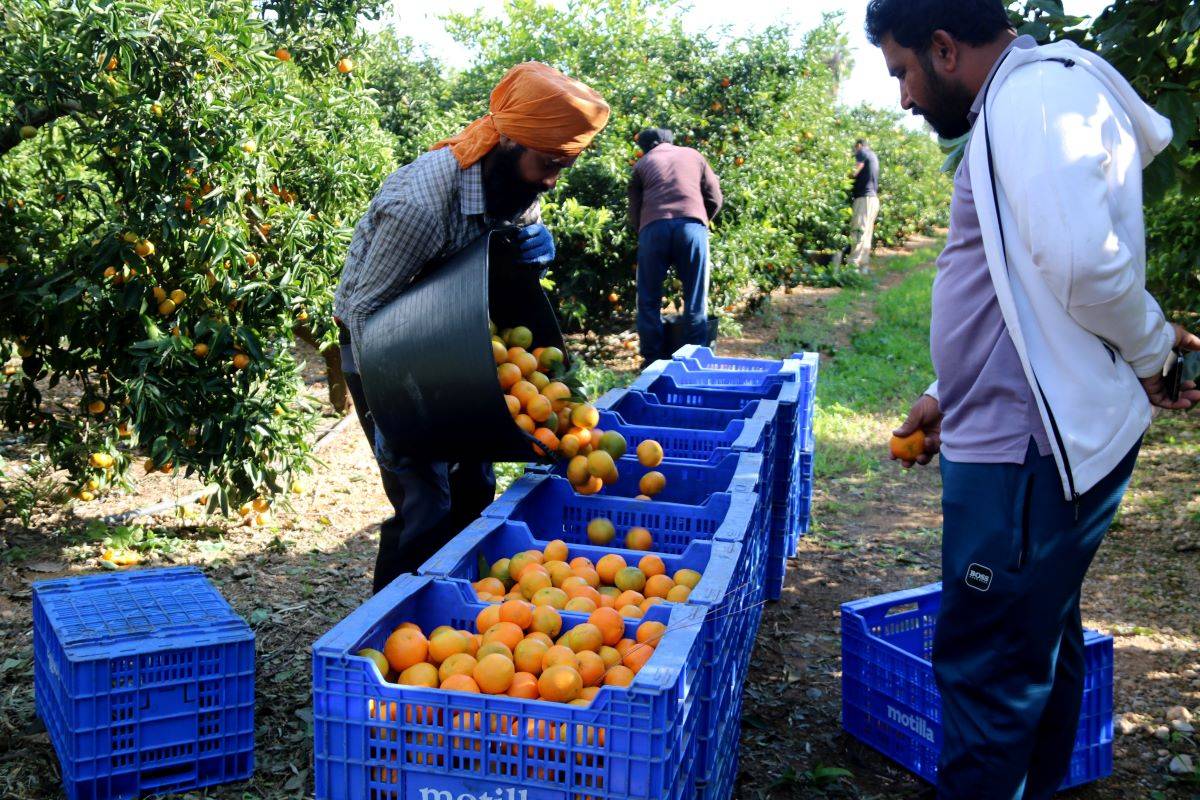 La producció de clementines cau un 40% sobre la mitjana dels últims cinc anys