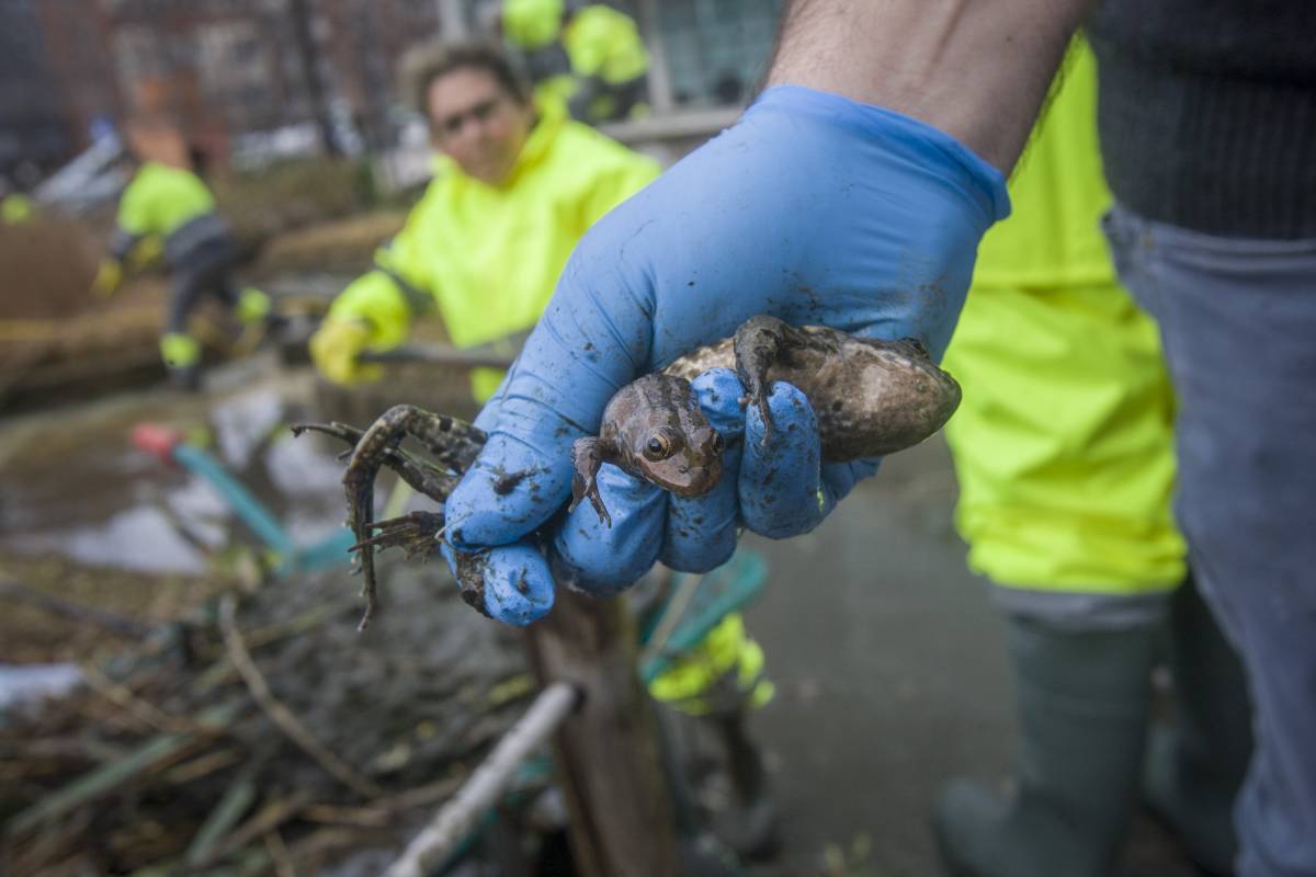 FOTOS | Neteja de la bassa de la plaça de Ricard Camí