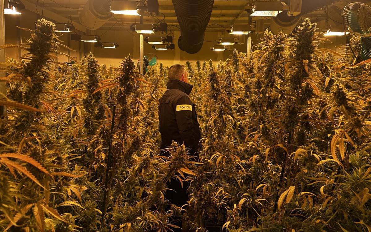 Desmantellada a Sallent una plantació de marihuana amb gairebé 800 plantes i quatre detinguts