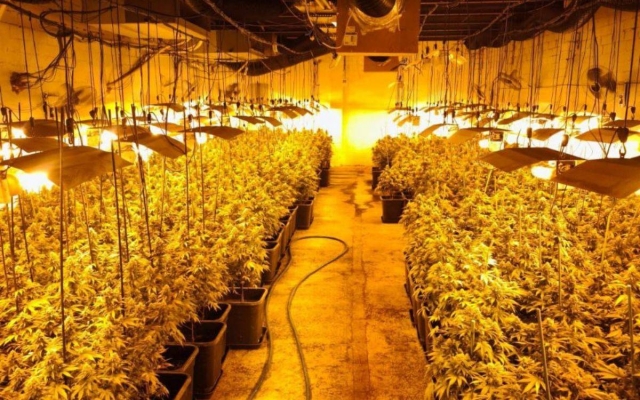 Desmantellen una plantació de marihuana en una urbanització del Catllar: hi ha un home detingut