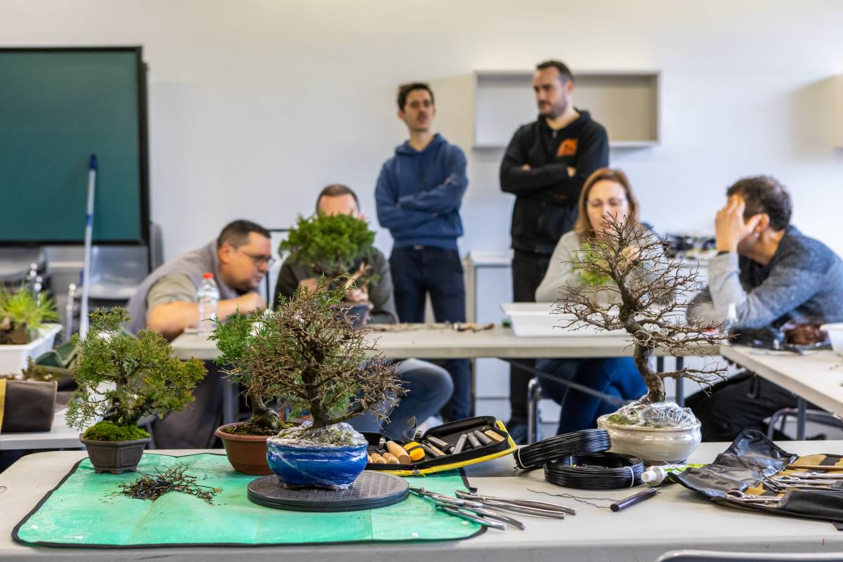 'Tamanegi', l’art vivent del bonsai arrela a Sabadell