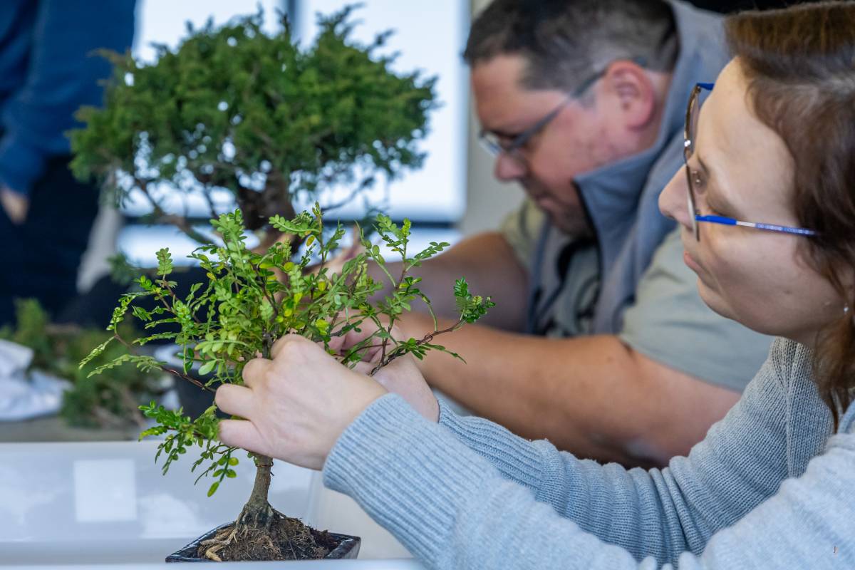 L’associació Tamanegi (Associació de Bonsai Sabadell) - JUANMA PELÁEZ L’associació Tamanegi (Associació de Bonsai Sabadell)
