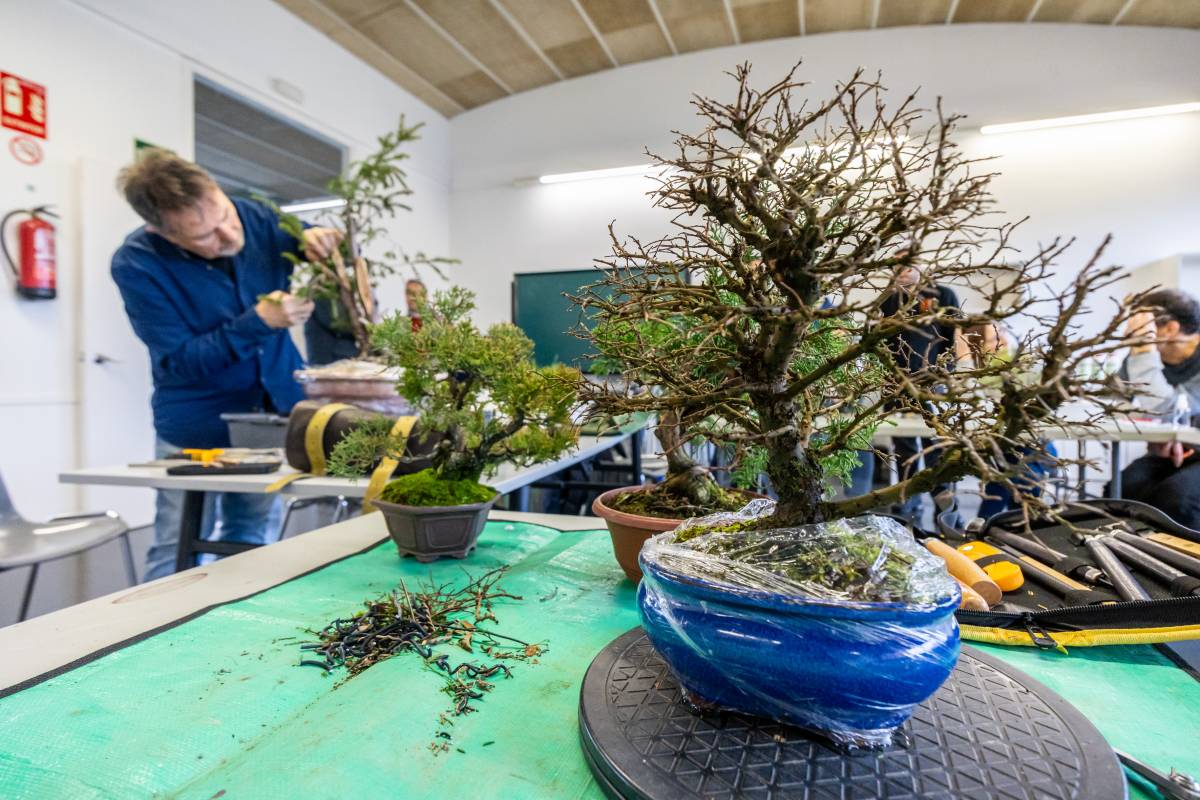 L’associació Tamanegi (Associació de Bonsai Sabadell) - JUANMA PELÁEZ L’associació Tamanegi (Associació de Bonsai Sabadell)