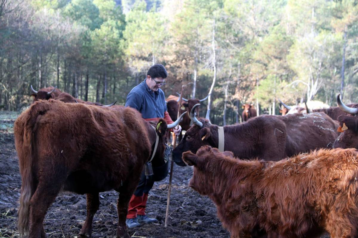 Joan Casafont: «Anirem a totes. Haurà de ser un jutge i no l'administració que decideixi si s'han de matar»