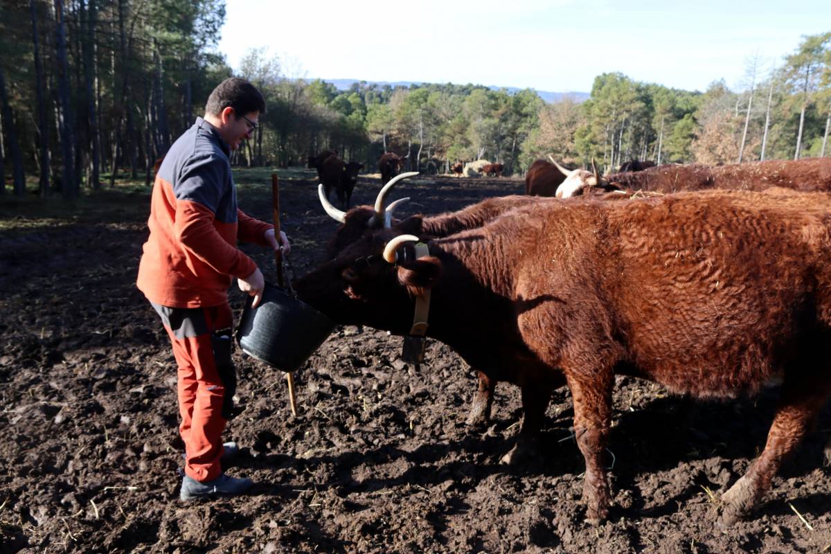 Joan Casafont porta pinso al ramat de vaques que pasturen als entorns de la finca de les Planes de Besora a Navès  - Mar Martí 