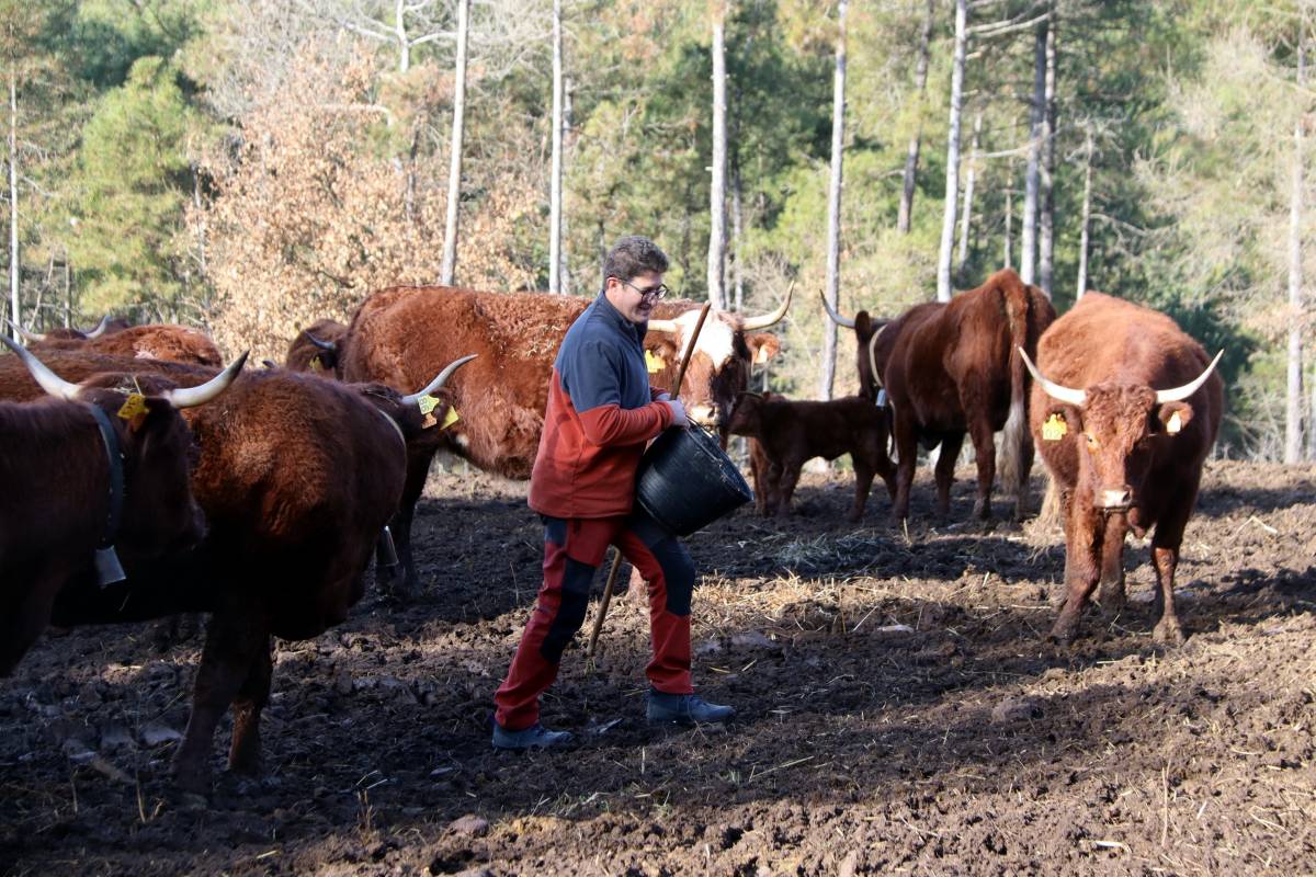 Joan Casafont porta pinso al ramat de vaques que s'hauria de sacrificar  - Mar Martí 
